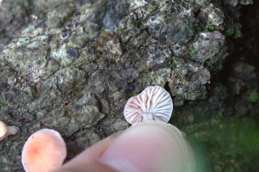 Mycena roseoflava · April 2026 · photo: © juliette_f (iNaturalist, cc-by)