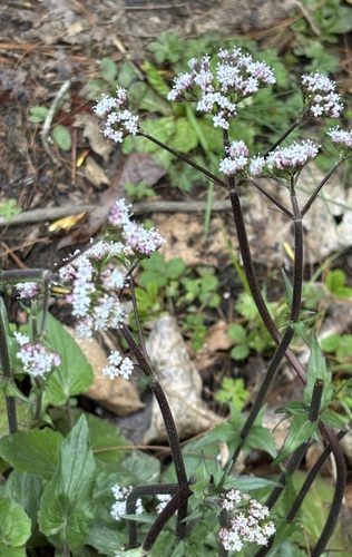 Valeriana jatamansi