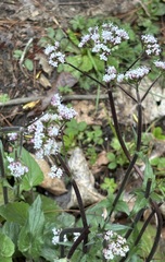 Valeriana jatamansi