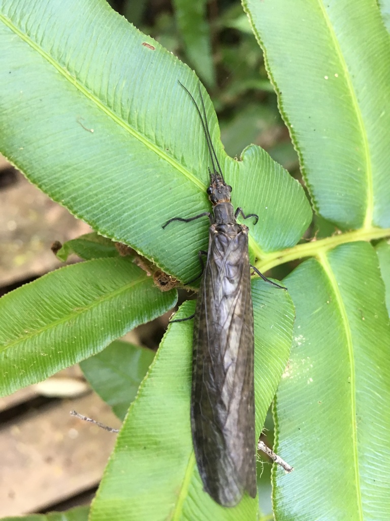 Archichauliodes chilensis