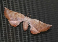 Parepisparis multicolora