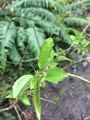 Cerasus