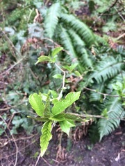 Cerasus
