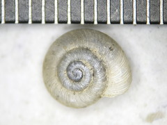 Zonitoides lateumbilicatus
