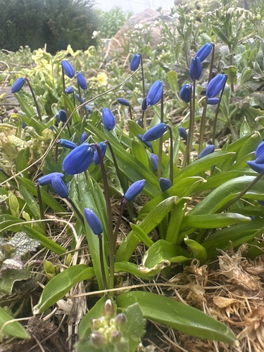 Siberian squill