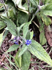 Pentaglottis sempervirens