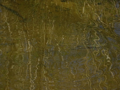 Squalius cephalus