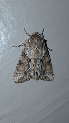 Achatia distincta