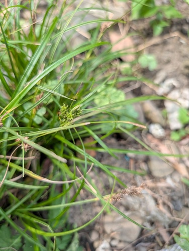 Carex fibrillosa iNat (1)