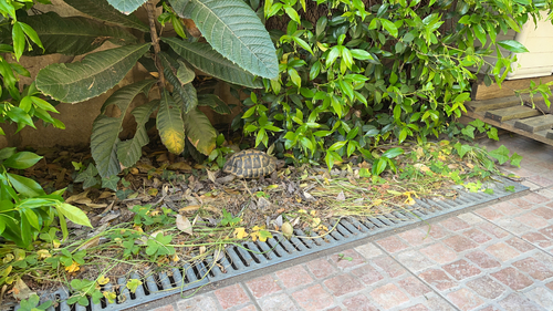 Testudo hermanni