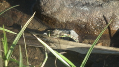 Pinheyschna subpupillata