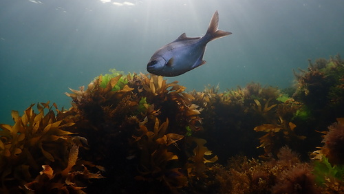 Scorpis aequipinnis