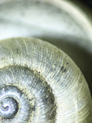 Zonitoides lateumbilicatus