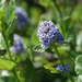 Carmel Ceanothus - Photo (c) u_phantasticus, some rights reserved (CC BY-NC), uploaded by u_phantasticus
