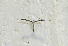 Hellinsia inquinatus