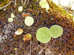 Peperomia polycephala