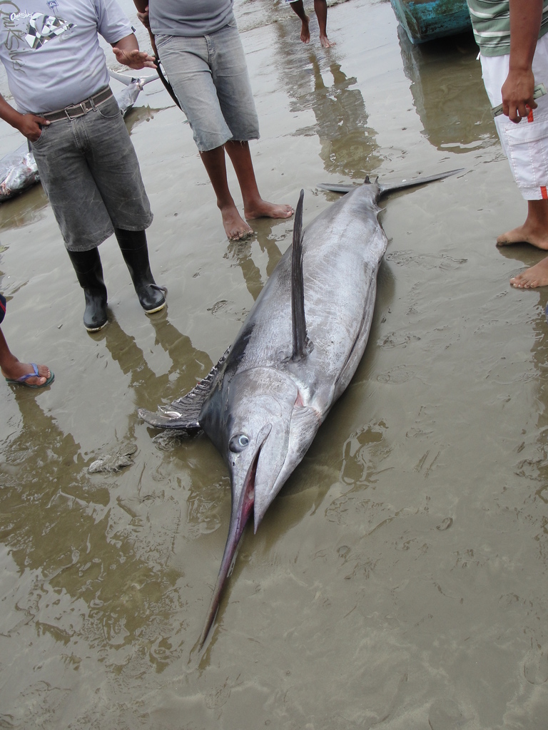 Black Marlin
