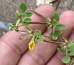 Acmispon maritimus, photograph (c) Adam J. Searcy, some rights reserved (CC BY)