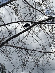 Corvus brachyrhynchos caurinus