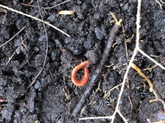 Strigamia bothriopus