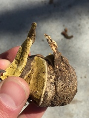 Rhizopogon fuscorubens
