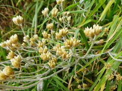 Achyrocline ramosissima