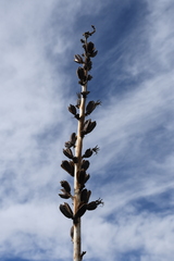 Agave × glomeruliflora