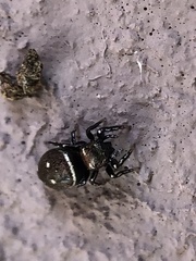 Heliophanus