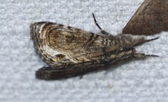 Zalissa catocalina