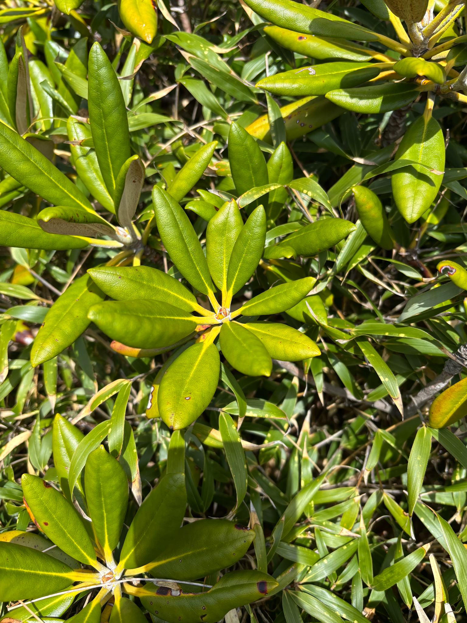 Yakushima rhododendron