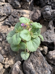 Phacelia pachyphylla