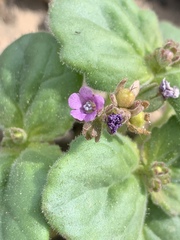 Phacelia pachyphylla