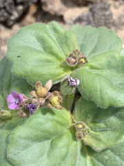Phacelia pachyphylla