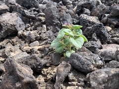Phacelia pachyphylla