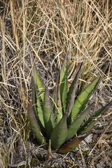 Agave × glomeruliflora