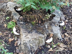 Ganoderma