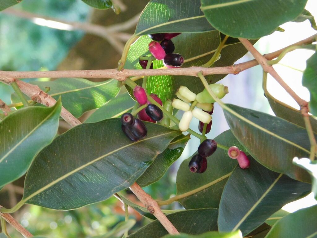 Java Waterberry Water Pear from Greyton, 7233, South Africa on April 28, 2026 at 10:08 ...