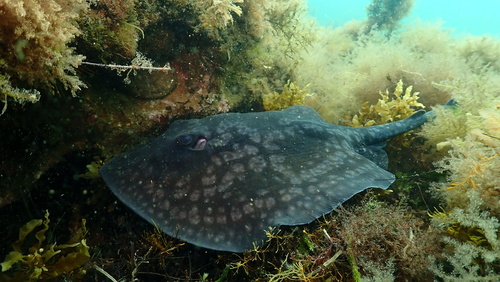 Urolophus gigas