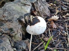 Ganoderma