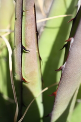 Agave × glomeruliflora