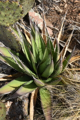 Agave × glomeruliflora