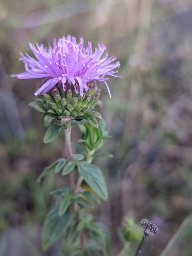 Monardella sheltonii
