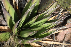 Agave × glomeruliflora