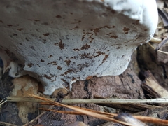 Ganoderma