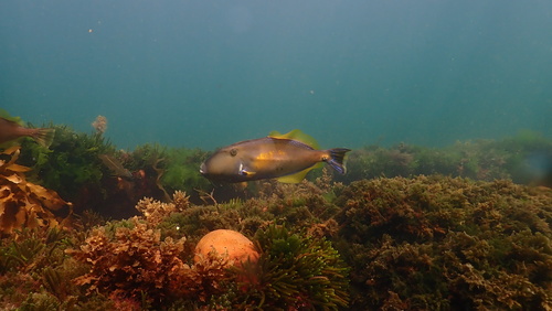 Meuschenia freycineti