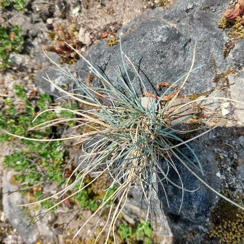 Festuca pallens