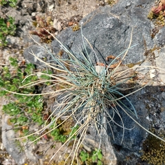 Festuca pallens