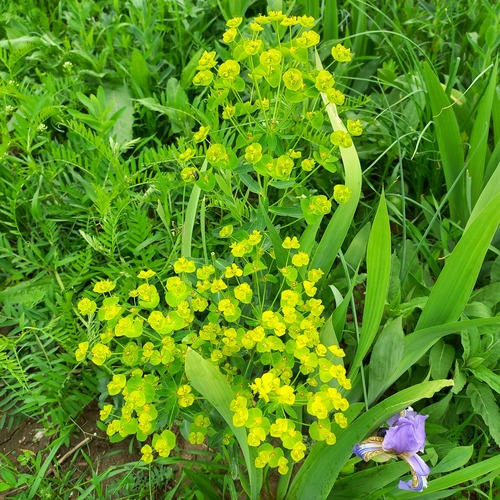 Euphorbia lamprocarpa, photograph 4