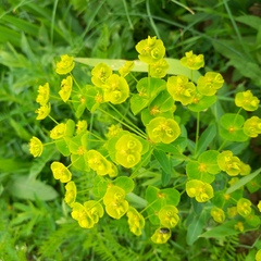 Alexander Dubynin, CC BY, iNaturalist via GBIF Euphorbia lamprocarpa, photograph Alexander Dubynin, CC BY, iNaturalist via GBIF