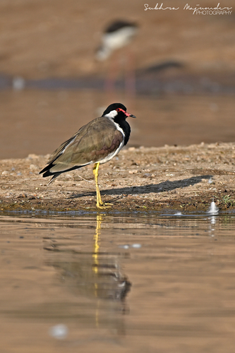 Red-wattled Lapwing